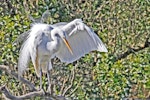 Kōtuku | White heron. Adult coming into breeding plumage. Haumoana Lagoon, August 2011. Image © Dick Porter by Dick Porter.