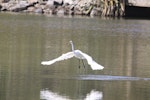 Kōtuku | White heron. Adult gliding. Lake Okarito, February 2012. Image © Bart Ellenbroek by Bart Ellenbroek.