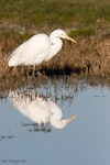 Kōtuku | White heron. Adult stalking beside a small pool. Miranda, Waikato, August 2005. Image © Neil Fitzgerald by Neil Fitzgerald.