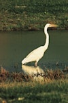 Kōtuku | White heron. Adult wading. Miranda. Image © Noel Knight by Noel Knight.