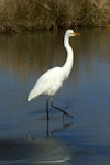 Kōtuku | White heron. Adult in nonbreeding plumage. Manawatu River estuary, July 2009. Image © Alex Scott by Alex Scott.