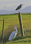 Kōtuku | White heron. Size comparison with white-faced heron. Miranda, January 2010. Image © noel by noel.