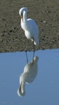 Kōtuku | White heron. Adult non-breeding bird preening. Miranda, June 2010. Image © Koos Baars by Koos Baars.