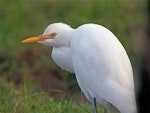 Cattle egret. Close up of adult. Mokau, May 2011. Image © Duncan Watson by Duncan Watson.