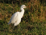 Cattle egret. Non-breeding adult. Mokau, May 2011. Image © Duncan Watson by Duncan Watson.