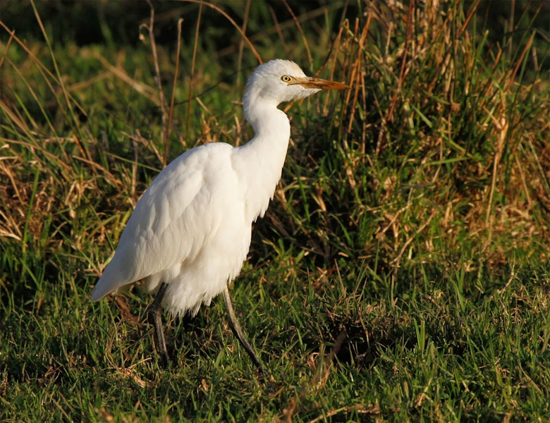 Cattle egret. Non-breeding adult. Mokau, May 2011. Image © Duncan Watson by Duncan Watson.