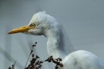 Cattle egret. Adult - detail of head. Weggery Drive lagoon, May 2015. Image © Roger Smith by Roger Smith.