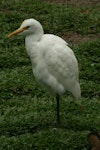 Cattle egret. Adult, non-breeding. Cairns, August 2008. Image © Andrew Thomas by Andrew Thomas.