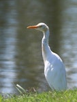 Cattle egret. Bird in partial breeding plumage. Anderson Park, Napier, February 2019. Image © Gary Stone by Gary Stone.