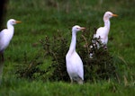 Cattle egret. Adults moulting out of breeding plumage. Foxton, March 2006. Image © Alex Scott by Alex Scott.