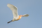 Cattle egret. Adult in flight, breeding plumage. Hervey Bay, Queensland, Australia, September 2010. Image © Tony Whitehead by Tony Whitehead.