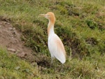 Cattle egret. Adult coming into breeding plumage. Lake Horowhenua, November 2010. Image © Duncan Watson by Duncan Watson.