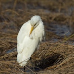 Cattle egret. Non-breeding adult preening. Weggery Drive lagoon, May 2015. Image © Roger Smith by Roger Smith.