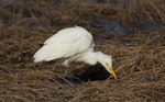 Cattle egret. Non-breeding adult hunting for prey. Weggery Drive lagoon, May 2015. Image © Roger Smith by Roger Smith.