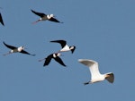 Cattle egret. Adult in flight with pied stilts. Foxton Beach, May 2010. Image © Duncan Watson by Duncan Watson.