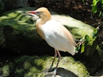 Cattle egret. Captive adult in breeding plumage. Taronga Zoo, Sydney, December 2012. Image © Duncan Watson by Duncan Watson.