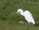 Cattle egret. Bird with cricket. Western Treatment Plant, Werribee, Victoria, Australia, May 2012. Image © Sonja Ross by Sonja Ross.