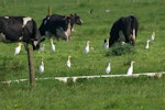 Cattle egret. Flock amongst cattle. Rangiriri. Image © Noel Knight by Noel Knight.