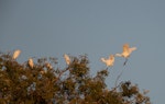 Cattle egret. Birds landing in trees for the night. Ingham, Queensland, Australia, October 2010. Image © Sonja Ross by Sonja Ross.