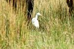 Cattle egret. Non-breeding adult among cattle. Cape Reinga Road, May 2015. Image © Les Feasey by Les Feasey.