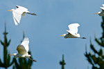 Cattle egret. In flight, part of a flock of 18. Unahi, Northland, June 1015. Image © Les Feasey by Les Feasey.