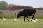 Cattle egret. Adults foraging beside cow. Rural Napier, Hawke's Bay, November 2015. Image © Adam Clarke by Adam Clarke.