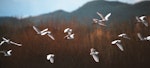 Cattle egret. Flock of birds in flight. Whangaehu, August 1986. Image © Ormond Torr by Ormond Torr.