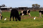 Cattle egret. Three birds with cattle. Canterbury, September 2012. Image © Peter Reese by Peter Reese.