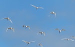 Cattle egret. Flock in flight. Daintree River, Queensland, Australia, July 2013. Image © Alan Tennyson by Alan Tennyson.