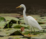 Plumed egret. Adult foraging. Centenary Lakes, Cairns, Queensland, November 2016. Image © Ian Wilson 2016 birdlifephotography.org.au by Ian Wilson.