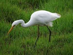 Plumed egret. Adult. Canberra, Australia, February 2017. Image © RM by RM.