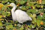 Plumed egret. Adult. Sydney, April 2015. Image © Imogen Warren by Imogen Warren.