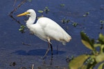 Plumed egret. Adult wading. Kakadu National Park, September 2015. Image © Duncan Watson by Duncan Watson.