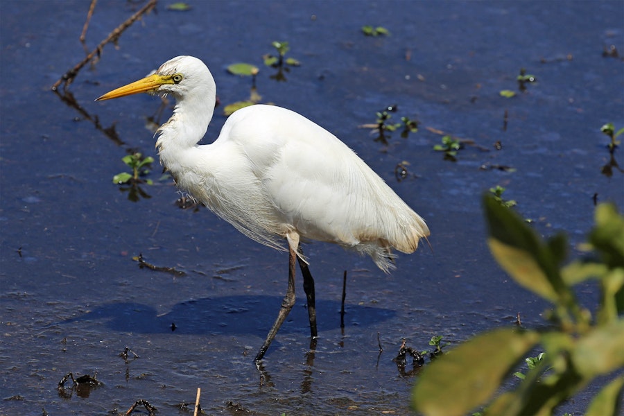 Plumed egret. Adult wading. Kakadu National Park, September 2015. Image © Duncan Watson by Duncan Watson.