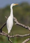 Plumed egret. Adult. Fogg Dam Conservation Area, Northern Territory, August 2018. Image © David Newell 2018 birdlifephotography.org.au by David Newell.