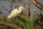 Plumed egret. Adult. Middle Point, Northern Territory, January 2018. Image © Robert Toneguzzo 2018 birdlifephotography.org.au by Robert Toneguzzo.