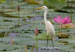 Plumed egret. Adult (non-breeding). Mary River, Northern Territory, January 2018. Image © Robert Toneguzzo 2018 birdlifephotography.org.au by Robert Toneguzzo.