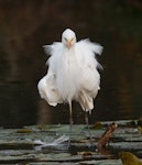 Plumed egret. Adult in breeding plumage, shaking after preening. Sherwood Arboretum, Queensland, August 2017. Image © Glenn Pure 2017 birdlifephotography.org.au by Glenn Pure.