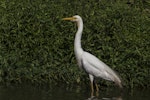 Plumed egret. Adult. Arundel, Queensland, January 2018. Image © Oscar Thomas by Oscar Thomas.