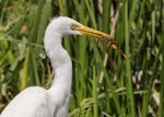 Plumed egret. Adult with frog. Middle Point, Northern Territory, January 2018. Image © Robert Toneguzzo 2018 birdlifephotography.org.au by Robert Toneguzzo.