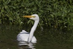 Plumed egret. Adult in non-breeding plumage, swimming. Arundel, Queensland, January 2018. Image © Oscar Thomas by Oscar Thomas.