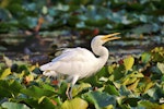 Plumed egret. Adult feeding. Sydney, April 2015. Image © Imogen Warren by Imogen Warren.