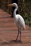 Plumed egret. Adult. Cairns, August 2010. Image © Andrew Thomas by Andrew Thomas.