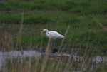 Plumed egret. Adult. Waiatarua Wetlands, Auckland, May 2007. Image © Detlef Davies by Detlef Davies.