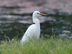 Plumed egret. Adult in breeding condition. Western Treatment Plant, T-section, Werribee, Victoria, January 2018. Image © Catherine Noone 2018 birdlifephotography.org.au by Catherine Noone.