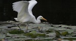 Plumed egret. Adult foraging. Gympie, Queensland, July 2016. Image © Anne Burgess 2016 birdlifephotography.org.au by Anne Burgess.