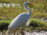 Plumed egret. Adult in breeding plumage. Canberra, Australia, January 2017. Image © RM by RM.