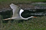 Plumed egret. Adult flying. Remuera, Auckland, November 2006. Image © Martin Sanders by Martin Sanders.