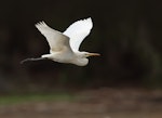 Plumed egret. Adult in flight. Lotusbird Lodge, Yarraden, Queensland, October 2017. Image © Ian Wilson 2017 birdlifephotography.org.au by Ian Wilson.