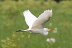 Plumed egret. Adult in flight. Polokwane, South Africa, January 2015. Image © Duncan Watson by Duncan Watson.